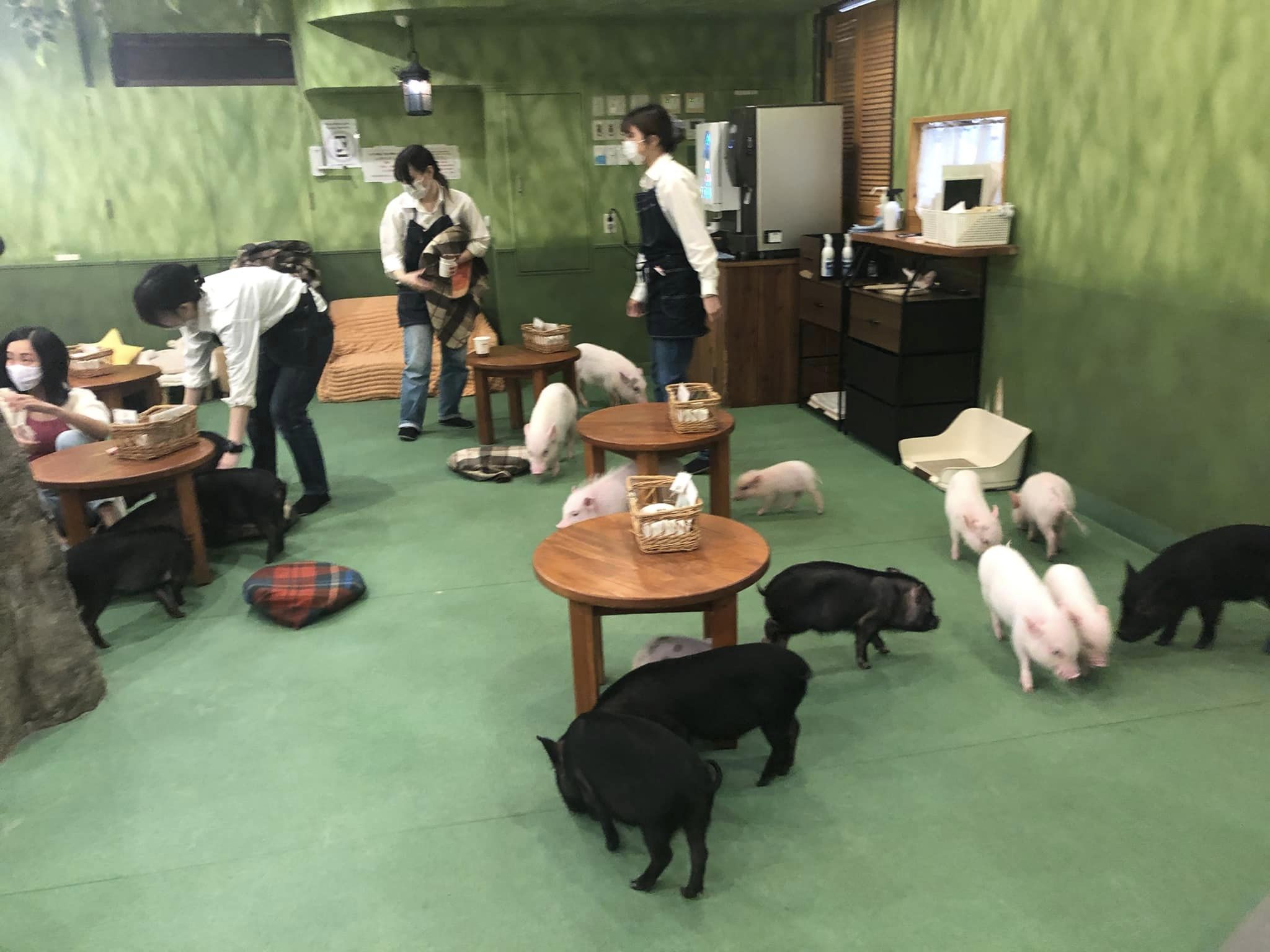 Mipig Cafe Harajuku