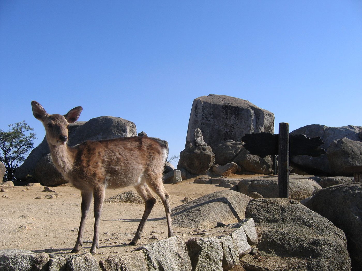 Miyajima Deer