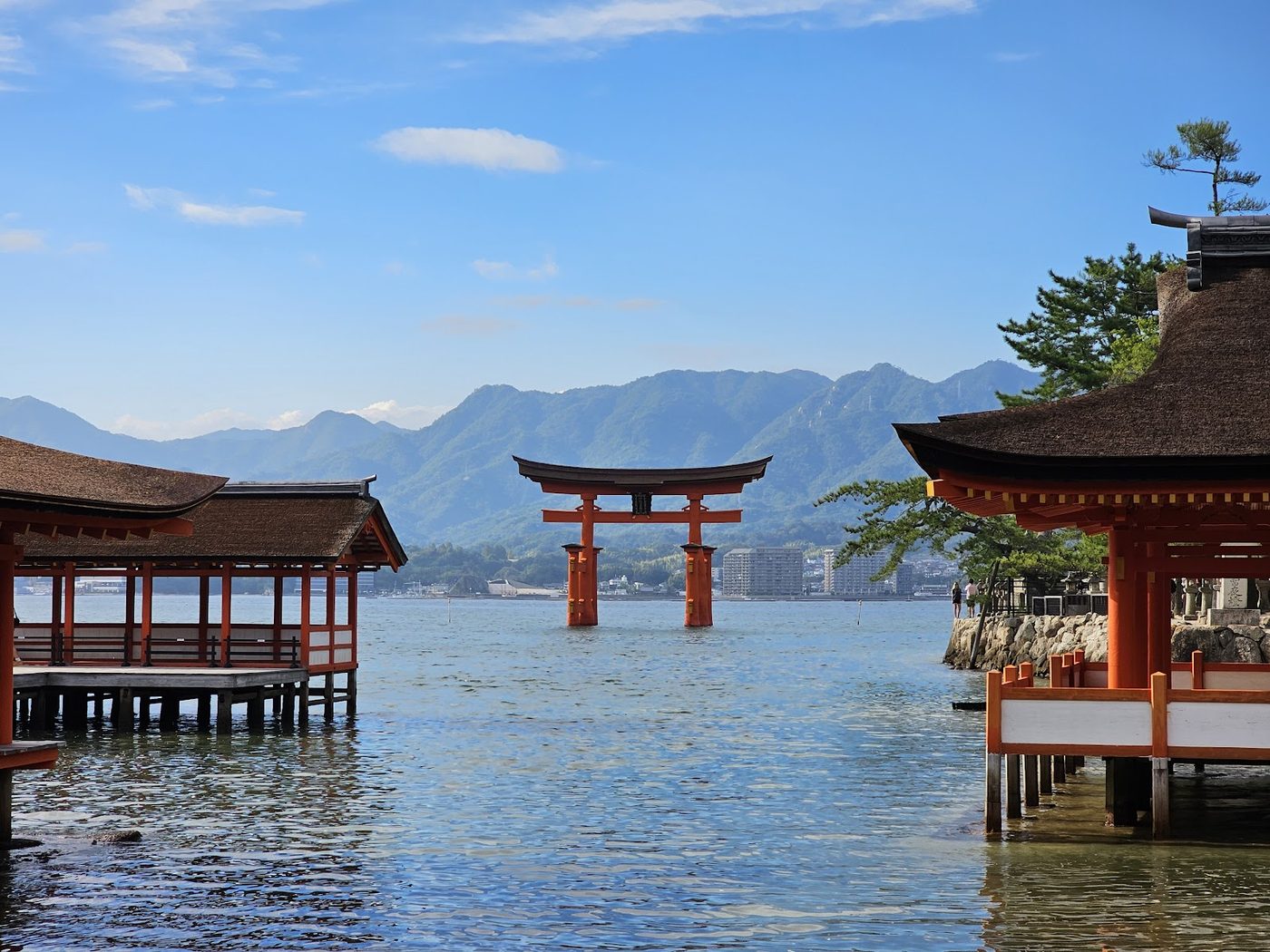 Miyajima Deer