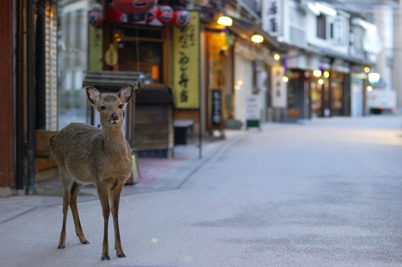 Miyajima Shopping Street (Omotesando)