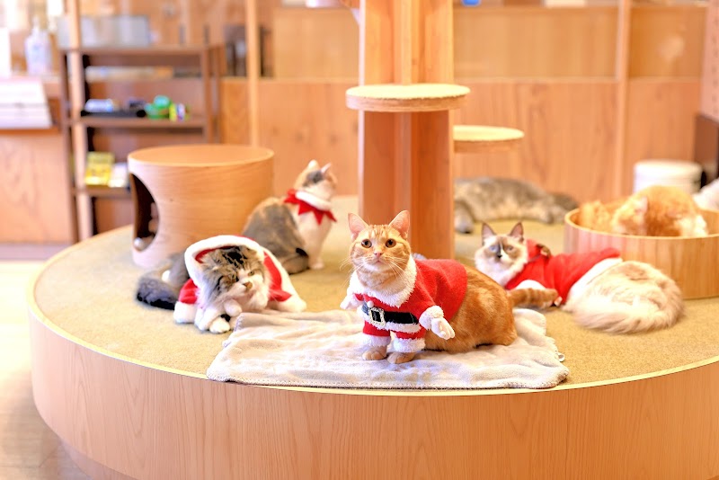 MoCHA Cat Cafe Ikebukuro