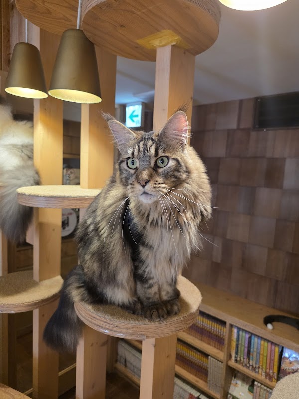 MoCHA Cat Cafe Ikebukuro