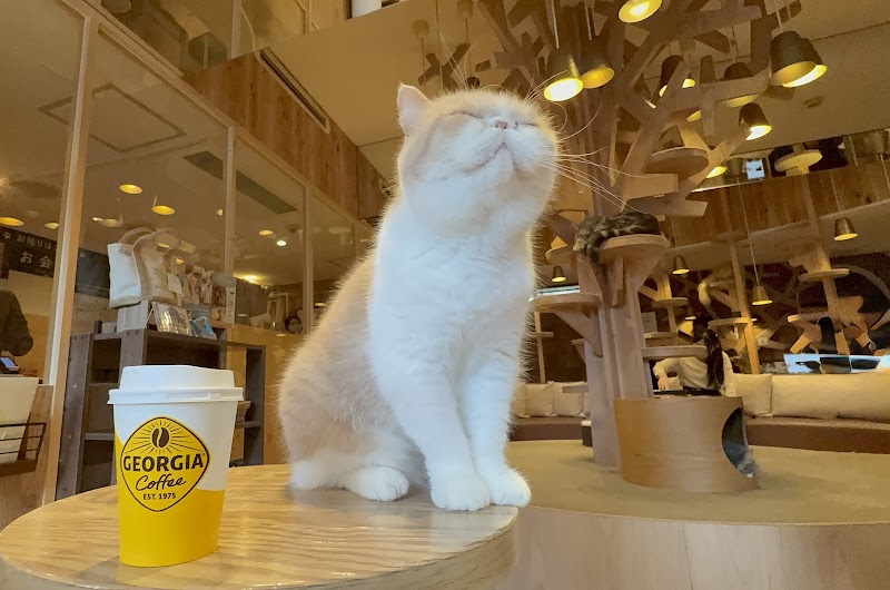 MoCHA Cat Cafe Ikebukuro