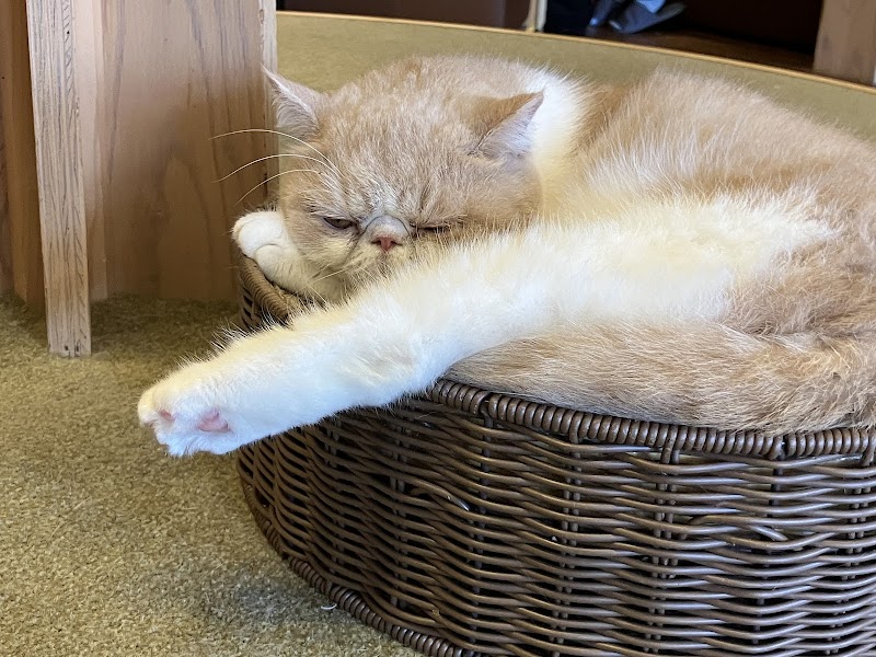 MoCHA Cat Cafe Ikebukuro