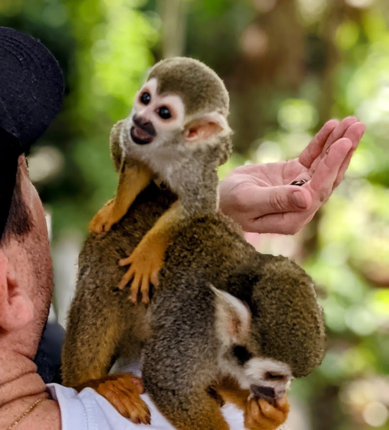 Monkey Jungle