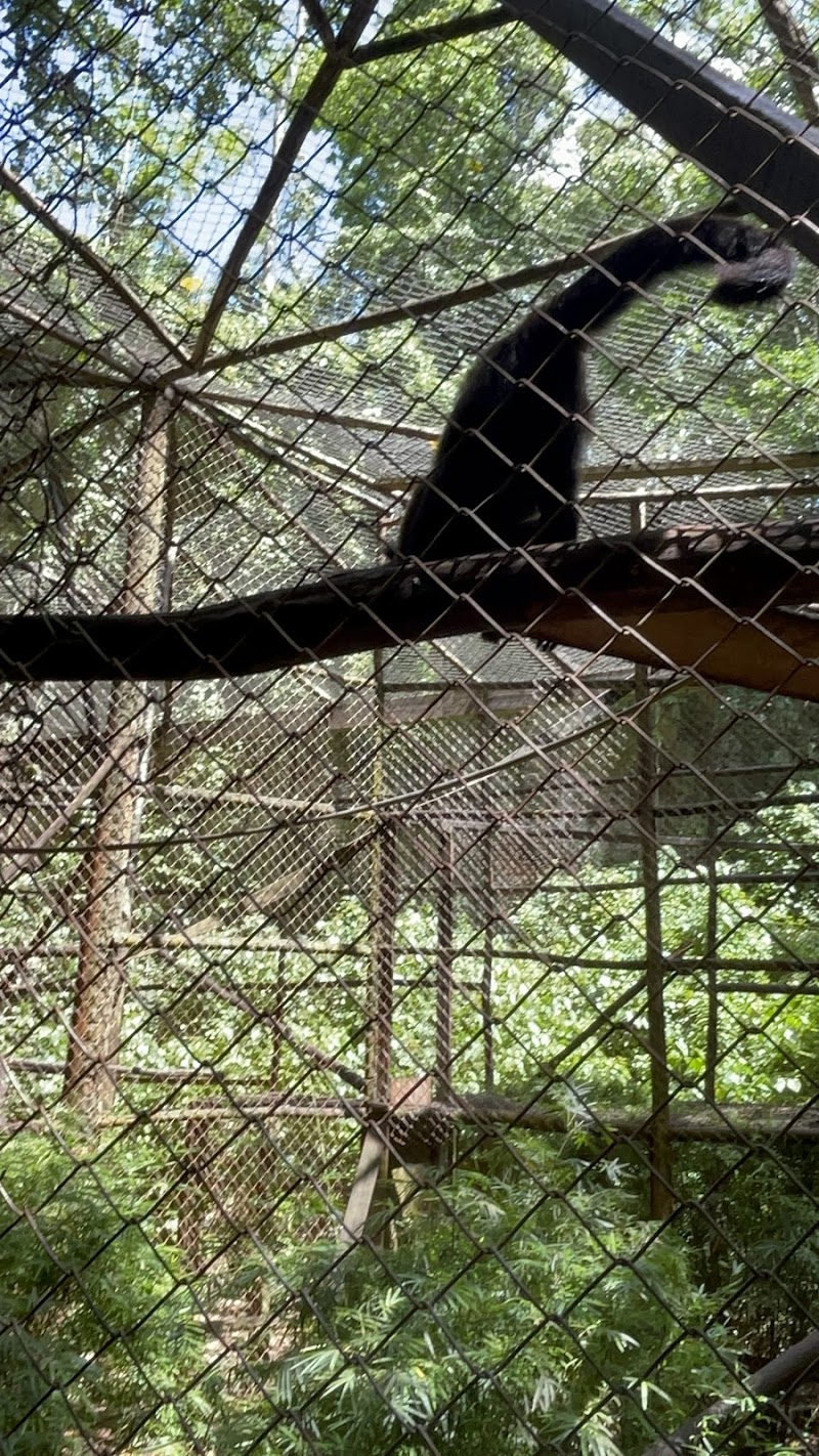Monkey Jungle