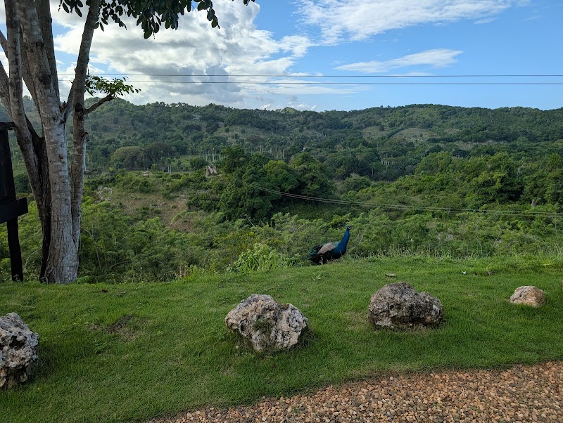 Monkey Jungle