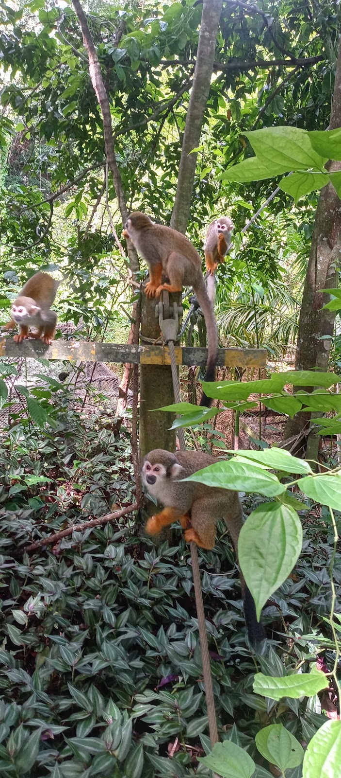 Monkey Jungle