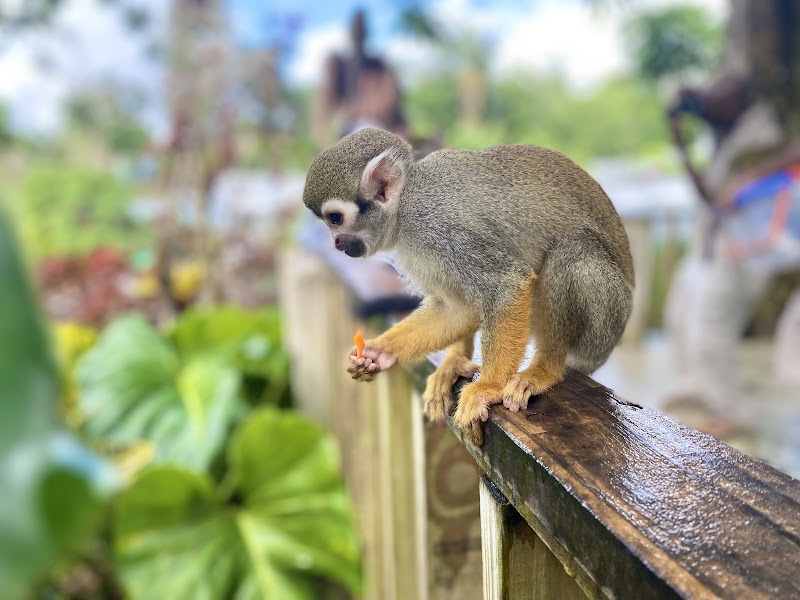 Monkeyland & Zip-Line Combo