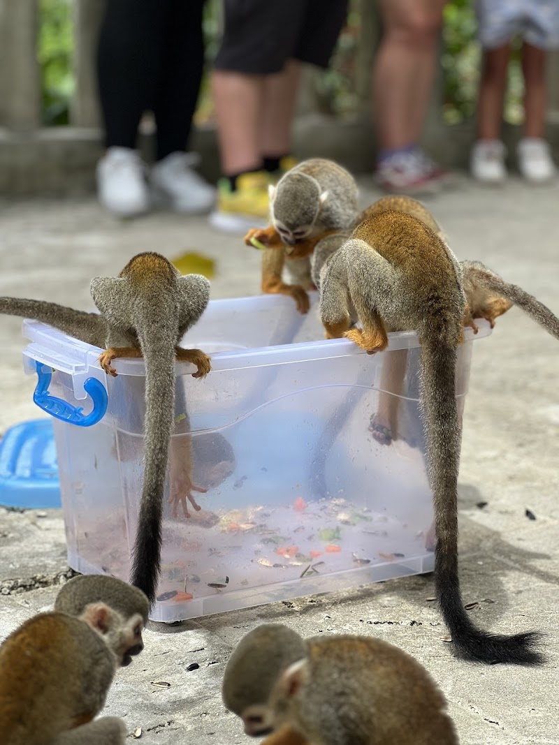 Monkeyland & Zip-Line Combo