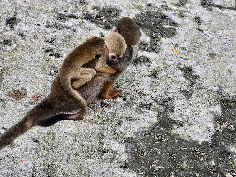 Monkeyland & Zip-Line Combo