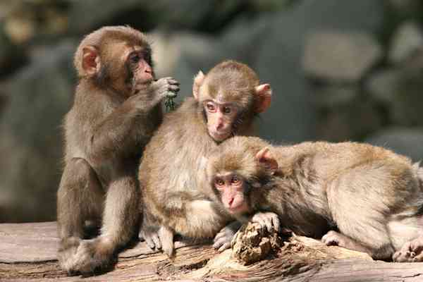 Mount Takasaki Natural Zoo