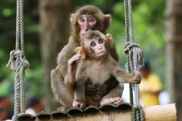 Mount Takasaki Natural Zoo
