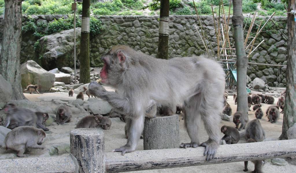 Mount Takasaki Natural Zoo