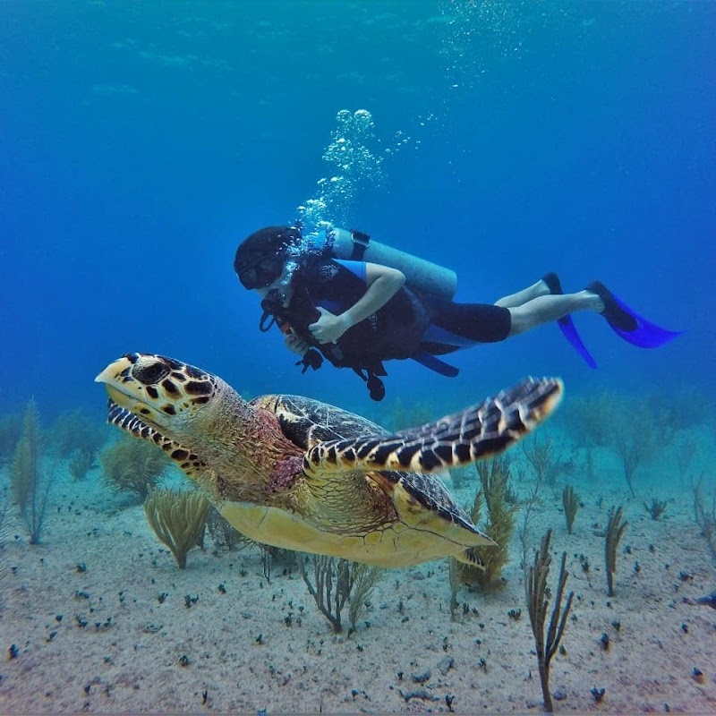 MUSA Underwater Museum
