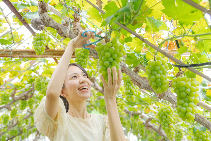 Muscat Grapes