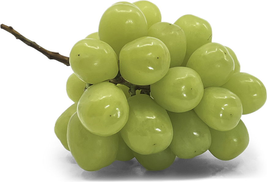 Muscat Grapes