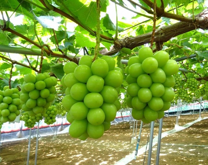 Muscat Grapes