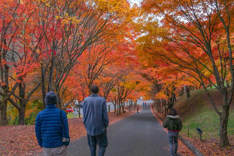 Nagano Autumn Foliage Drive