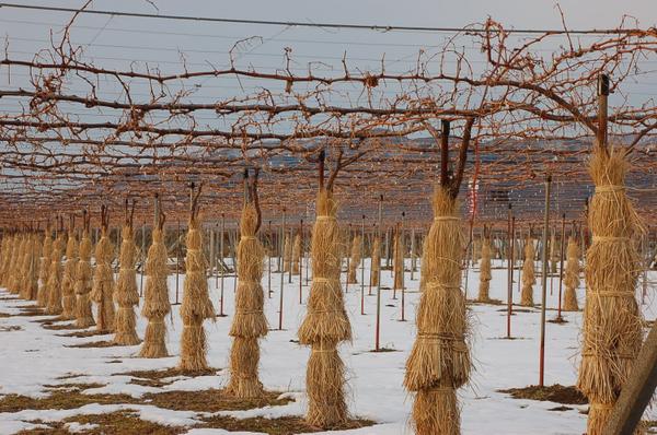 Nagano Shinano Wine Trail