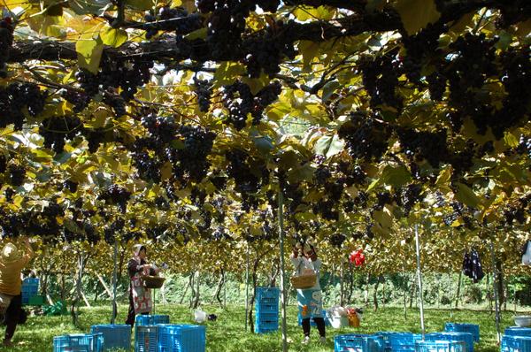 Nagano Shinano Wine Trail
