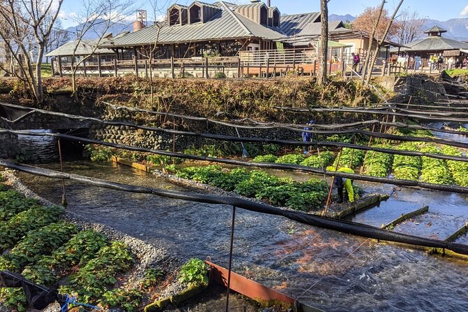 Nagano Wasabi Farm Visit