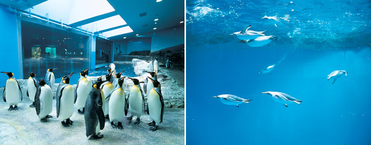 Nagasaki Penguin Aquarium
