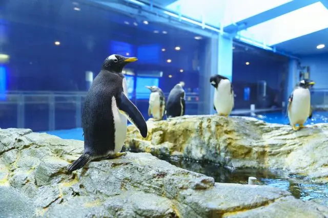 Nagasaki Penguin Aquarium