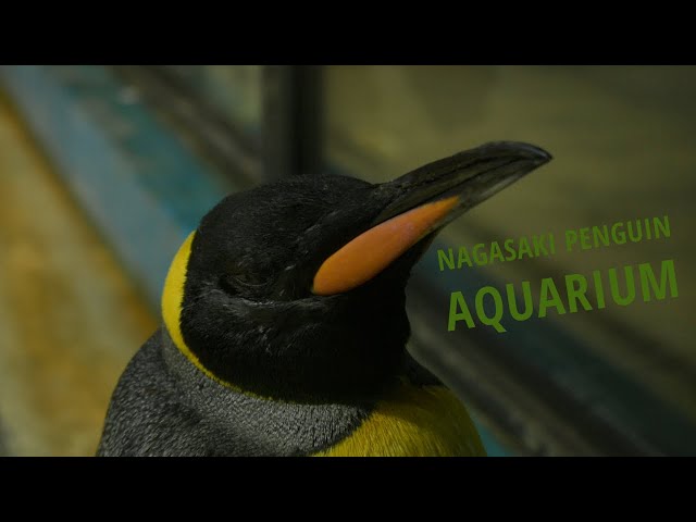 Nagasaki Penguin Aquarium