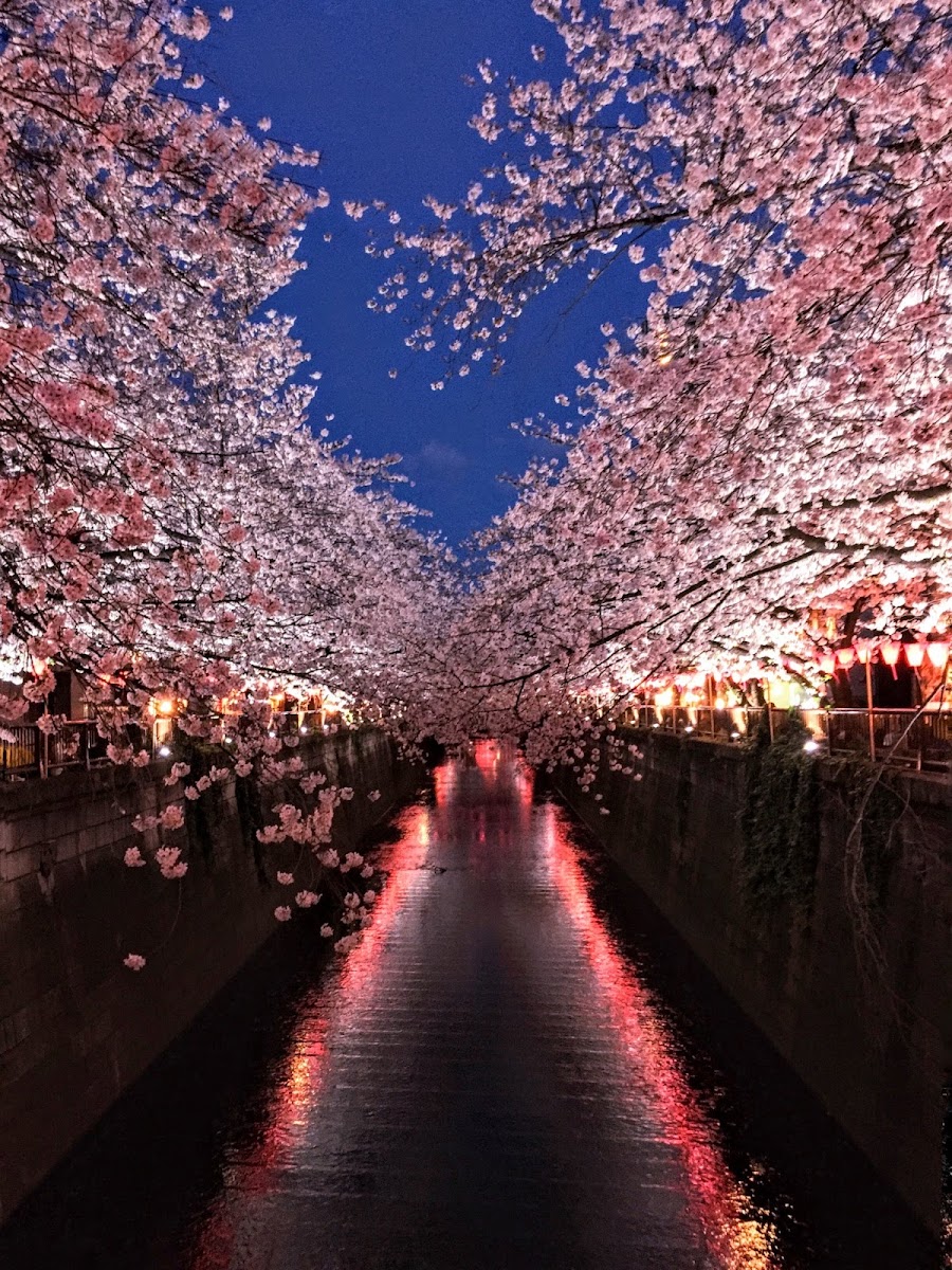 Nakameguro Canal Walk