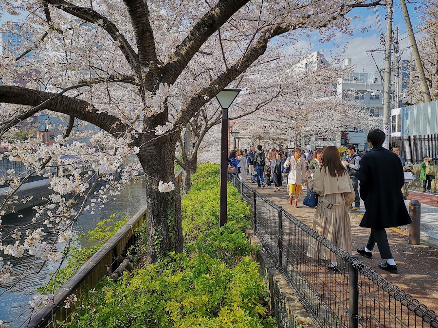 Nakameguro Canal Walk