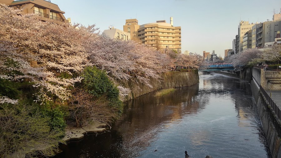 Nakameguro Canal Walk