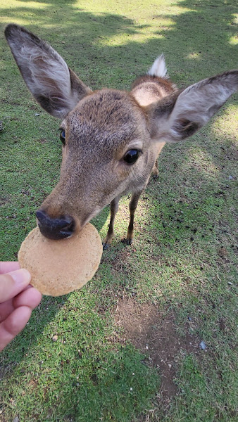 Nara Park
