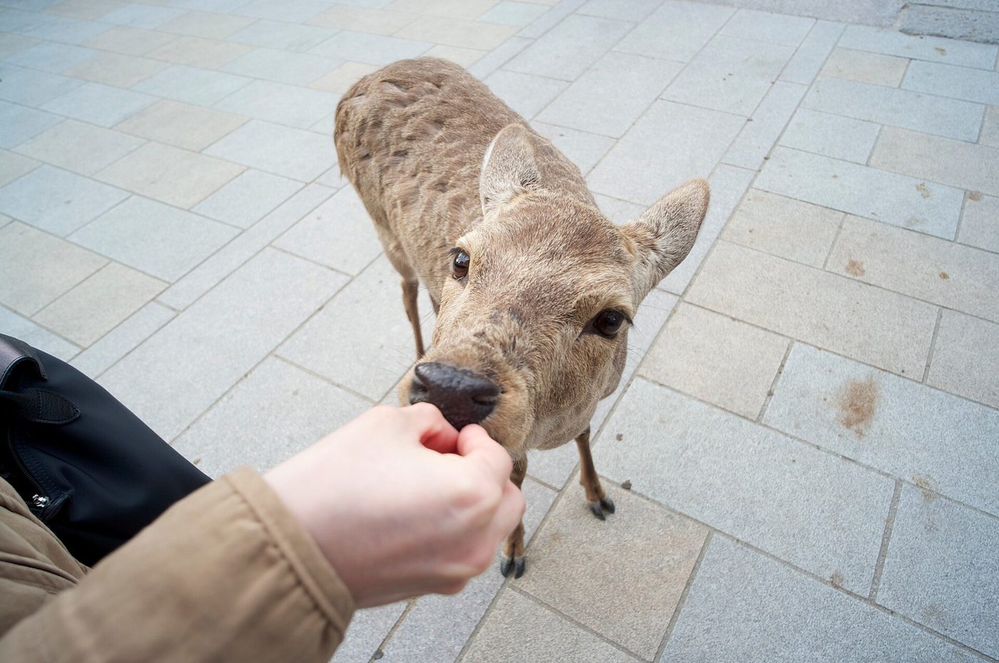 Nara Park (Deer Park)