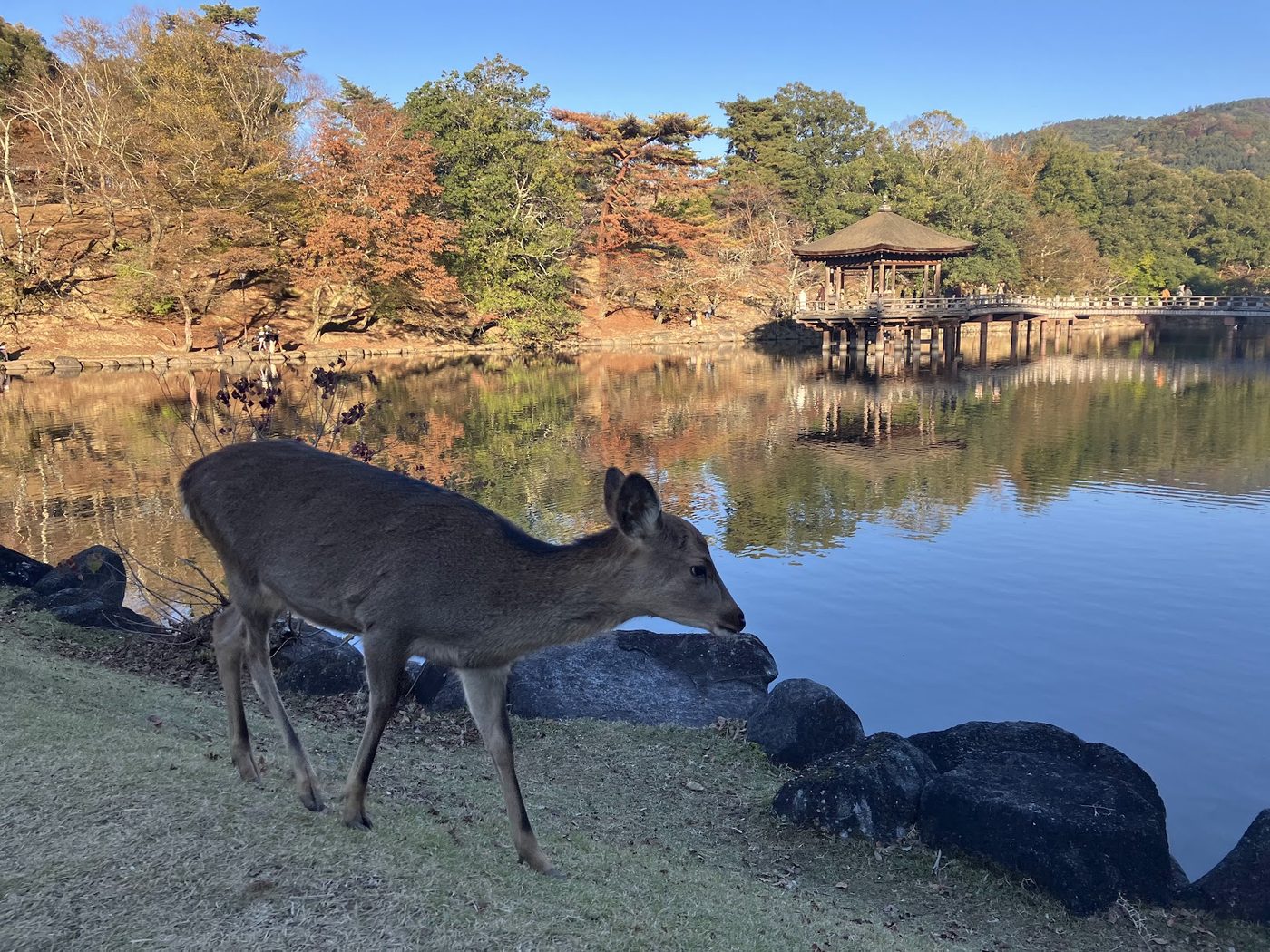 Nara Park (Deer Park)