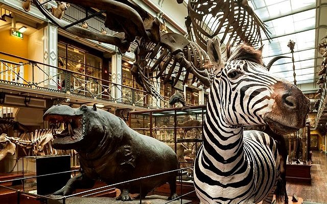 National Museum of Ireland