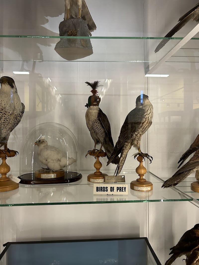 National Museum of Ireland