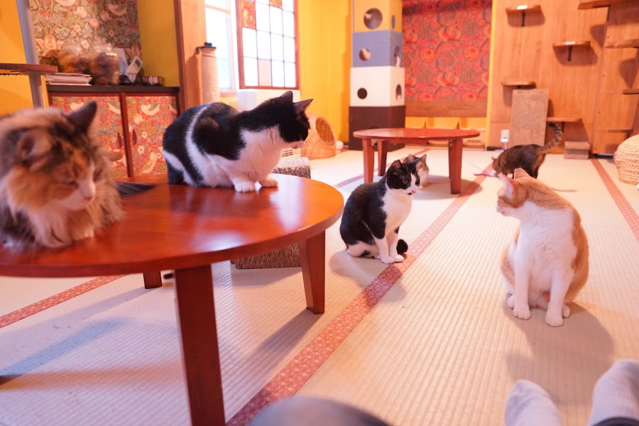 Neko Republic Cat Cafe