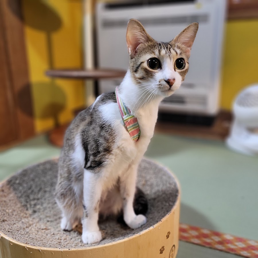 Neko Republic Cat Cafe