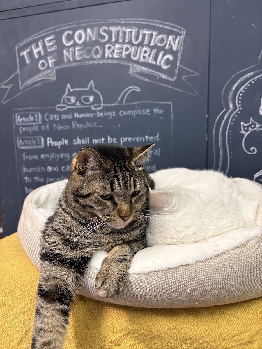 Neko Republic Cat Cafe