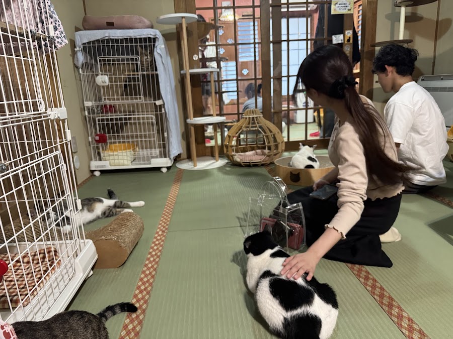Neko Republic Cat Cafe