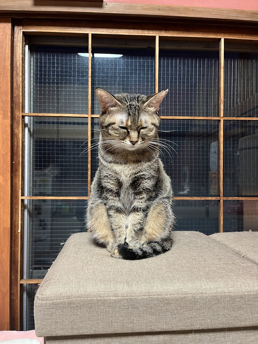 Neko Republic Cat Cafe