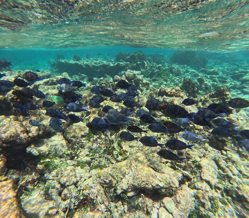 Night Snorkel Tour
