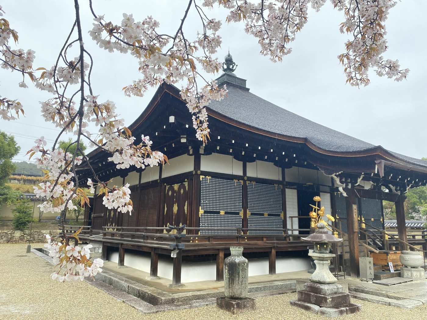 Ninna-ji Temple (Cherry Blossoms)
