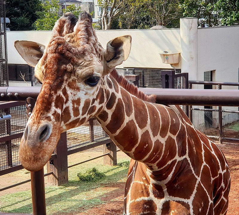 Nogeyama Zoo