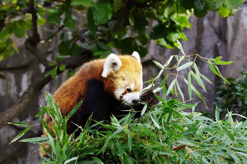 Nogeyama Zoo