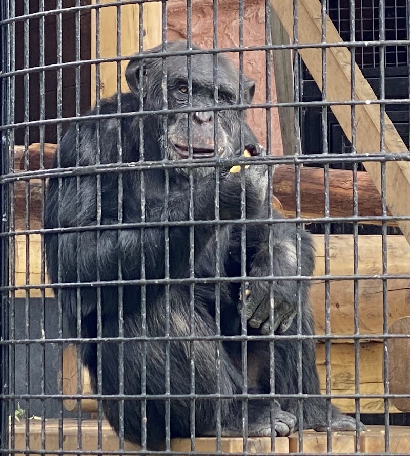 Nogeyama Zoo