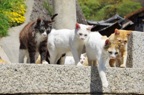 Ogijima (Cat Island)