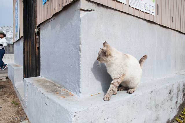 Ogijima (Cat Island)