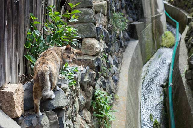 Ogijima (Cat Island)